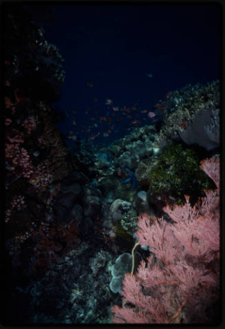 Fish swimming around coral reef