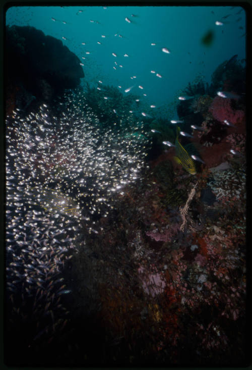 Fish swimming around coral reef