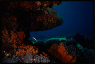 Rocky coral reef overhang