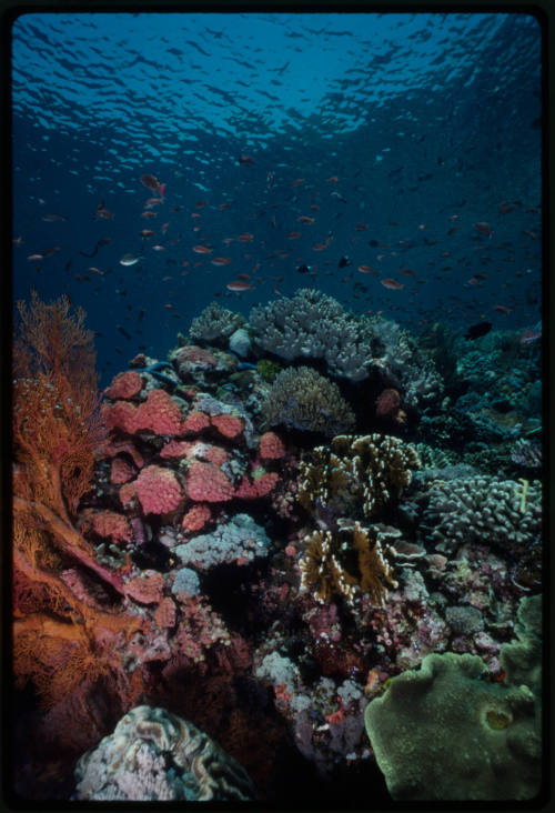 Coral reef scene