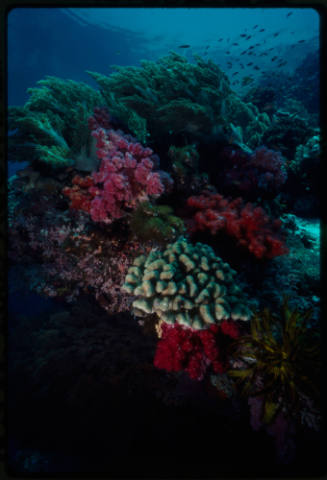 Coral reef scene