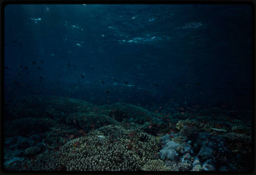 Acropora coral reef