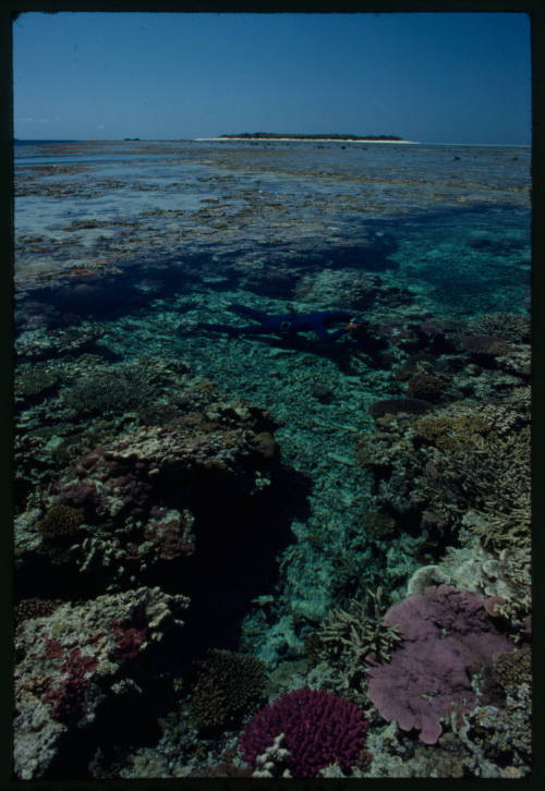 Snorkeller in tidal pool on coral reef edge at low tide