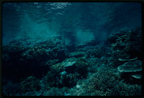 Shallow rocky coral reef