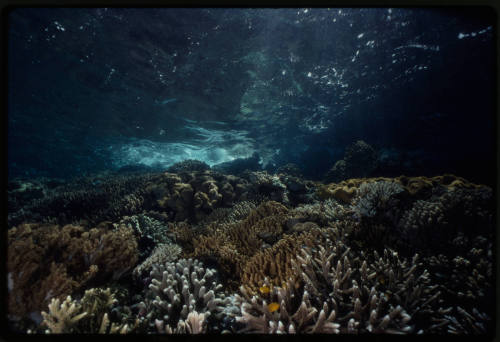 Shallow rocky coral reef