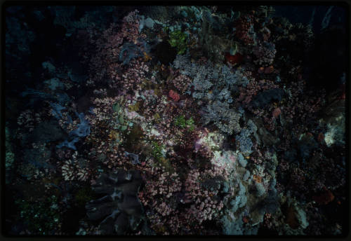 Top-down shot of a coral reef