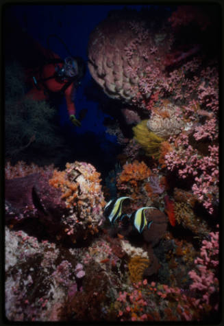 Diver with two moorish idol fish swimming around coral reef 