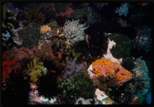 Red fish swimming around crinoids and sun coral