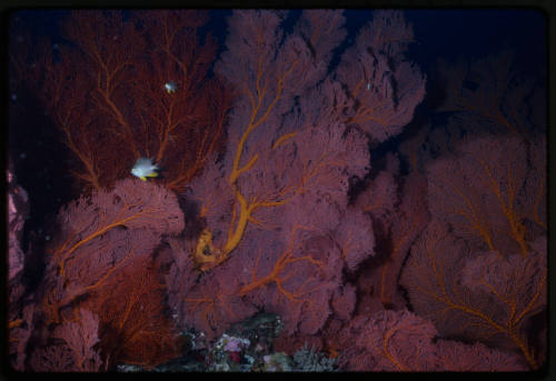 Two fish swimming in front of large gorgonian sea fans