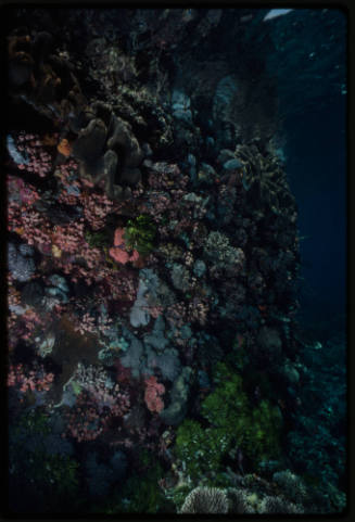 Coral reef scene