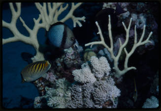 A dot and dash butterflyfish (Chaetodon pelewensis) with a headbang humbug (Dascyllus reticulatus)