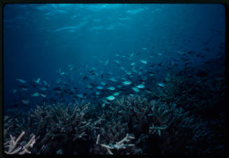 School of fish swimming above staghorn coral reef