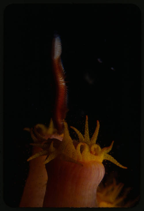 As the first paralysing stings hit the worm, it releases thousands of translucent eggs