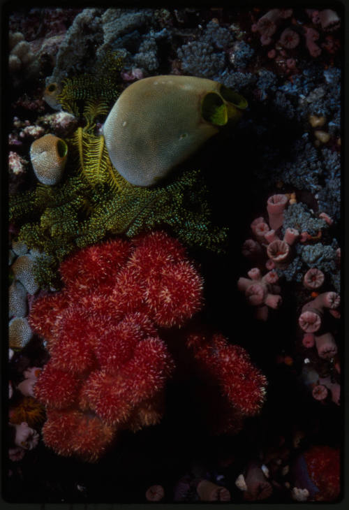 Close up shot of an ascidian with mixed coral