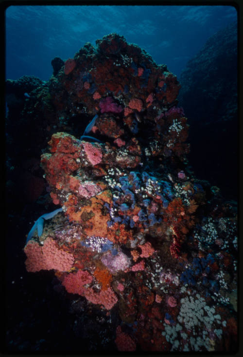 Blue starfish (Linckia laevigata) on coral reef)