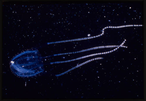 Box jellyfish