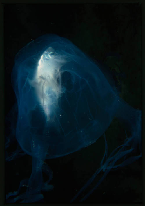 Box jellyfish