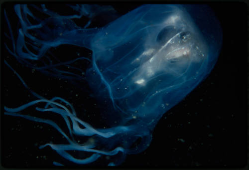 Box jellyfish