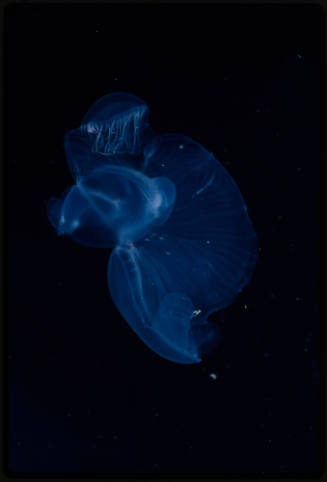 Jellyfish