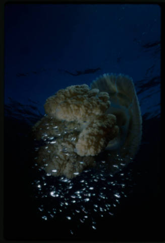 Jellyfish