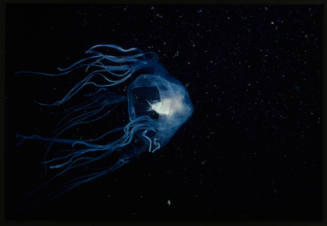 Box jellyfish