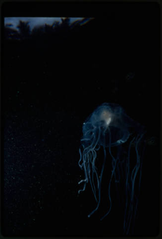 Box jellyfish