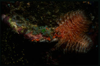 Magnificent tube worm (Protula magnifica)