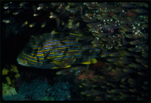 Ribboned sweetlips (Plectorhinchus polytaenia) hides in a school of golden sweepers (Parapriacanthus ransonneti)