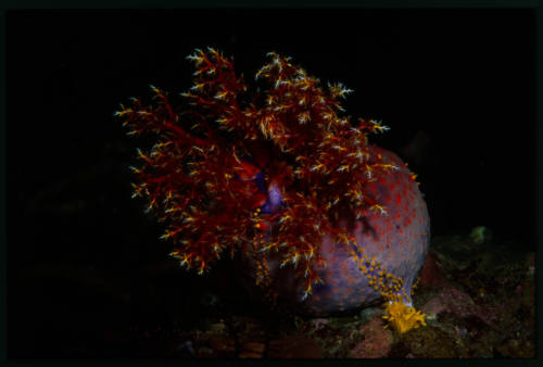 Sea Cucumber