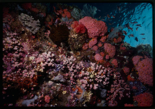 Coral wall at Valeries Rock