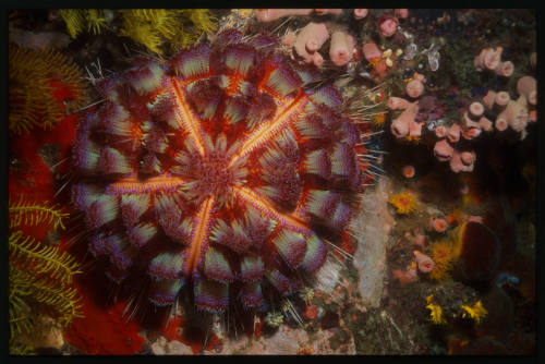 Sea Urchin