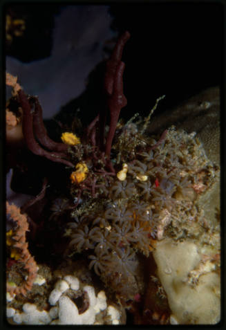 Close up of coral and sponge mix