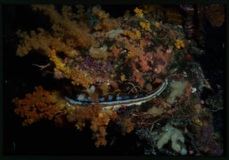 Spiny oyster (Spondylus varius)