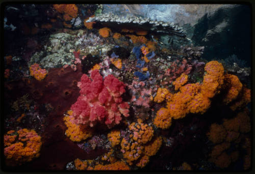 Soft and hard coral at Valeries Rock