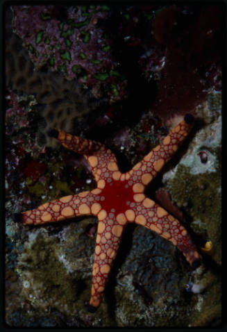 Starfish at Black Rock dive site, Myanmar
