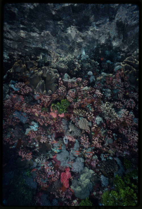 Coral encrusted rock at Valeries Rock