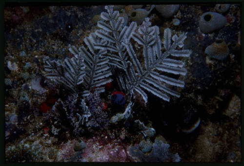 Stinging hydroid (Aglaophenia cupressina)