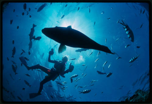 Valerie Taylor swimming at Cod hole located east of Lizard Island, Great barrier Reef, Queensland