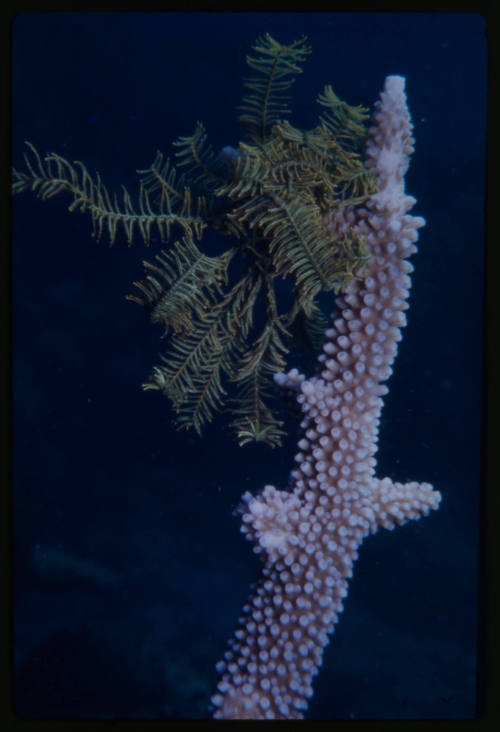 Crinoid (feather star)