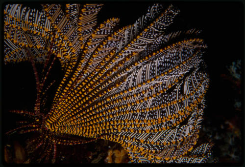 Crinoid (feather star)