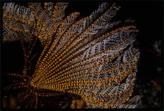 Crinoid (feather star)