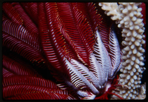 Crinoid (feather star)