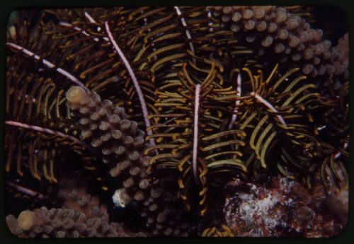 Crinoid (feather star)