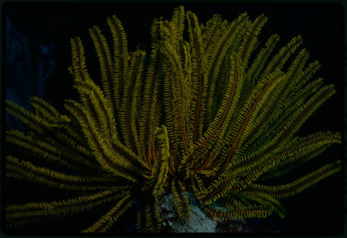 Crinoid (feather star)