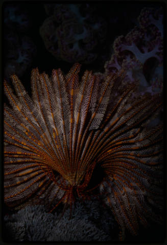 Crinoid (feather star)