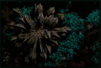 Crinoid (feather star)