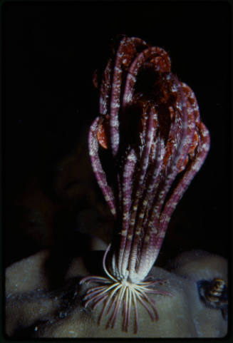 Crinoid (feather star)