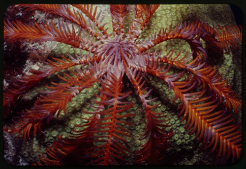 Crinoid (feather star)