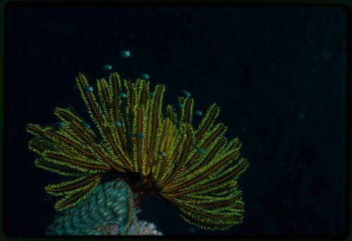 Crinoid (feather star)