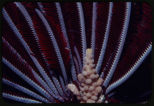 Crinoid (feather star)